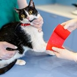 chat fracture